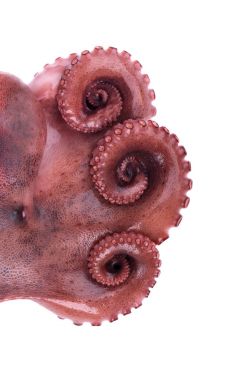 Beyaz arka plan üzerinde izole haşlanmış ahtapot. Haşlanmış ahtapot tentacles izole.