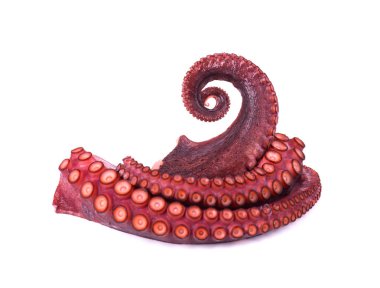 Beyaz arka plan üzerinde izole ahtapot tentacles