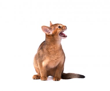 Safkan abyssinian genç kedi izole beyaz arka plan üzerinde beyaz izole. Kızgın yavru kedi puflama