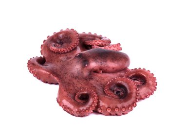 Beyaz arka plan üzerinde izole haşlanmış ahtapot. Haşlanmış ahtapot tentacles izole.