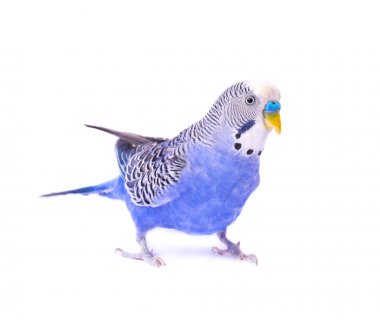 Beyaz arka plan üzerinde Avustralya parakeets izole budgerigars