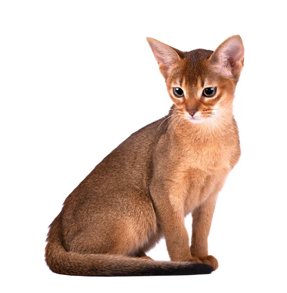 Gato abissínio puro isolado sobre fundo branco. Gatinho brincalhão bonito isolado — Fotografia de Stock