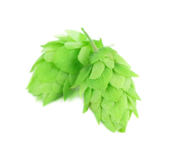 Свіжа зелена гілка хмелю, ізольована на білому тлі — стокове фото