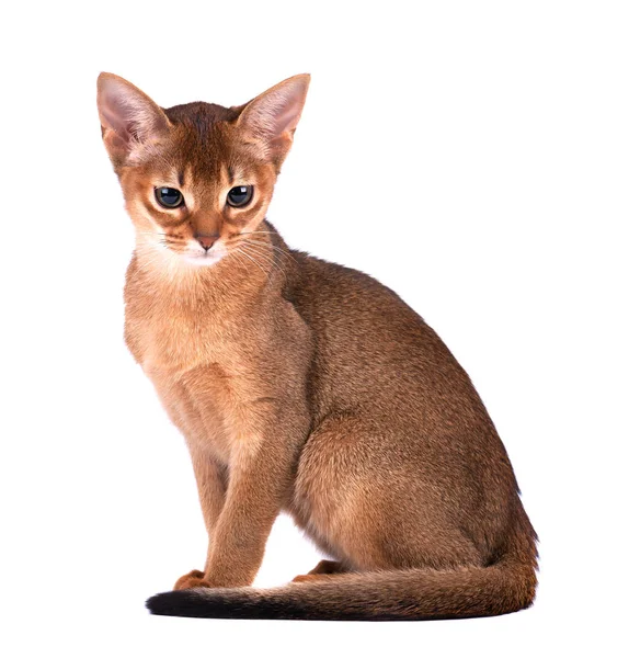 Un gato doméstico de raza abisinia con ojos amarillos y pelo corto rojo sentado sobre un fondo aislado. Retrato facial horizontal de primer plano —  Fotos de Stock