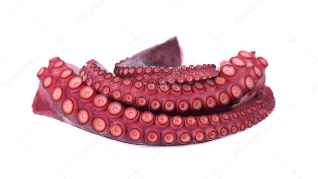 Boiled octopus isolated on white background. Boiled octopus tentacles isolated.