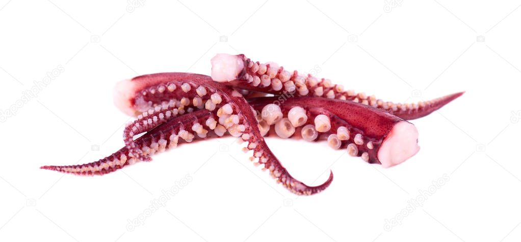 Tentacles of squid isolated on white background