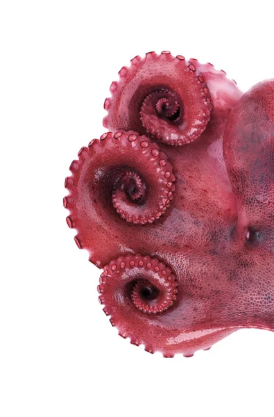 Gekookte octopus geïsoleerd op een witte achtergrond. Gekookte octopus tentakels geïsoleerd. — Stockfoto