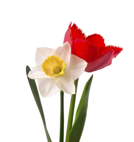 Jonquille jaune vif et tulipe rouge, isolée sur fond blanc . — Photo