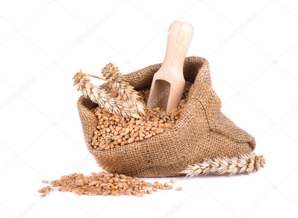 Wheat spike and wheat grain in burlap bag isolated on white background