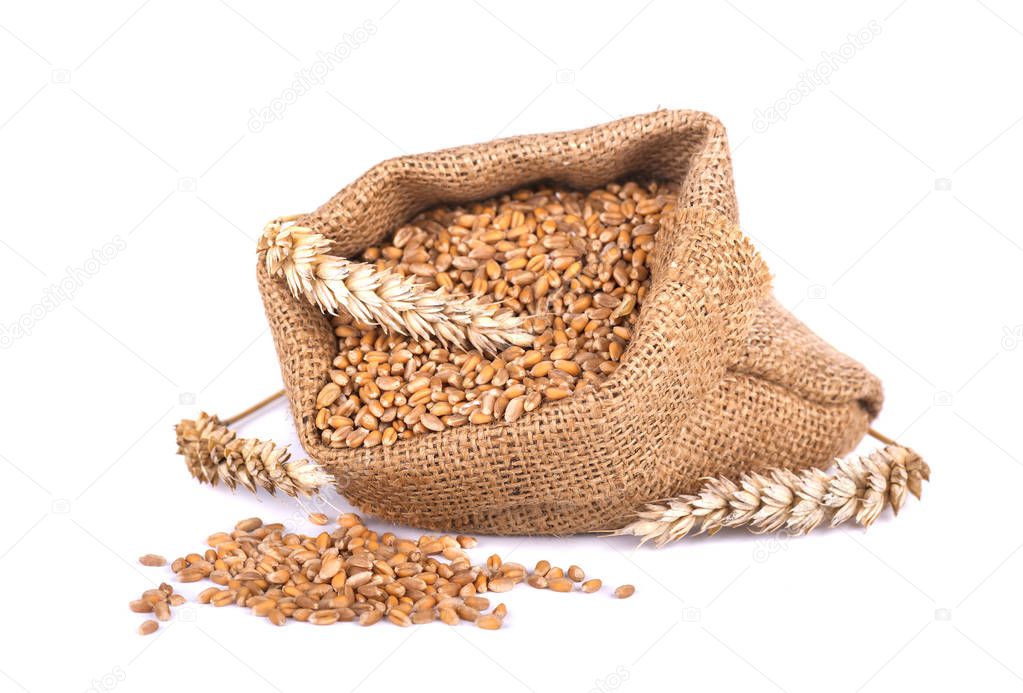 Wheat spike and wheat grain in burlap bag isolated on white background