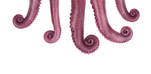 Tentacoli di polpo isolati su fondo bianco . — Foto Stock