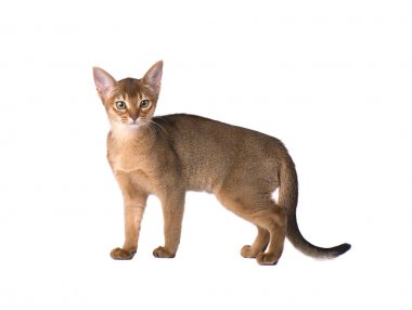 Safkan abyssinian kedi beyaz arka plan üzerinde izole. İzole şirin oynak yavru kedi