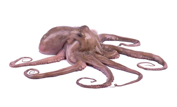 Fresh octopus isolated on white background. Fresh octopus tentacles isolated. — Stock Photo, Image