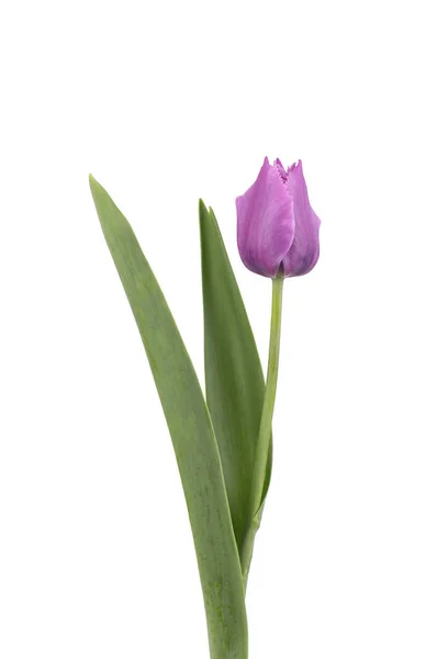 Flor tulipa roxa, isolada sobre fundo branco. Flor Primavera — Fotografia de Stock