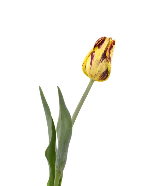 Tulipa amarela isolada sobre fundo branco. Flor Primavera . — Fotografia de Stock