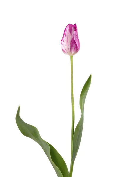 Tulipan różowy kwiat, izolowana na białym tle — Zdjęcie stockowe