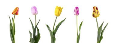 Lale beyaz arka plan üzerinde izole yapraklarla uzun bir sap üzerinde. Farklı çeşitlerinin beş Lale kümesi