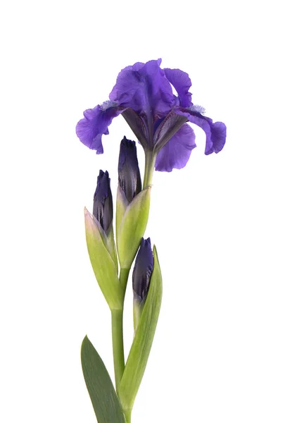 Bunga iris berwarna biru, terisolasi di latar belakang putih. Makro . — Stok Foto