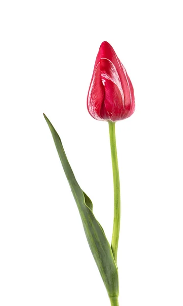Tulipe sur une longue tige avec des feuilles, isolée sur fond blanc. Fleur de tulipe isolée sur blanc — Photo