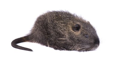 Bebek eğitimin beyaz arka plan üzerinde izole. İzole bir kahverengi coypu Myocastor adatavşanları.