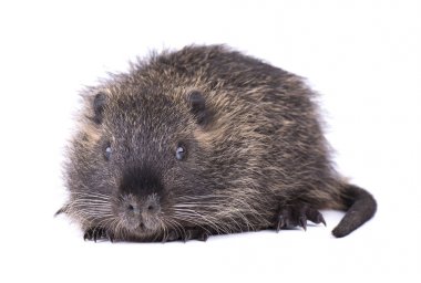 Bebek eğitimin beyaz arka plan üzerinde izole. İzole bir kahverengi coypu Myocastor adatavşanları.
