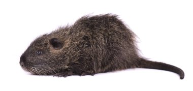 Bebek eğitimin beyaz arka plan üzerinde izole. İzole bir kahverengi coypu Myocastor adatavşanları.