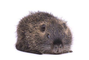 Bebek eğitimin beyaz arka plan üzerinde izole. İzole bir kahverengi coypu Myocastor adatavşanları.