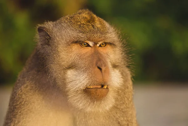 Macaco adulto bonito na floresta tropical. Bali, Indonésia . — Fotografia de Stock