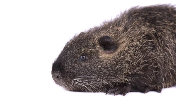 Baby-Nutrias isoliert auf weißem Hintergrund. ein brauner Koypu myocastor coypus isoliert. — Stockfoto