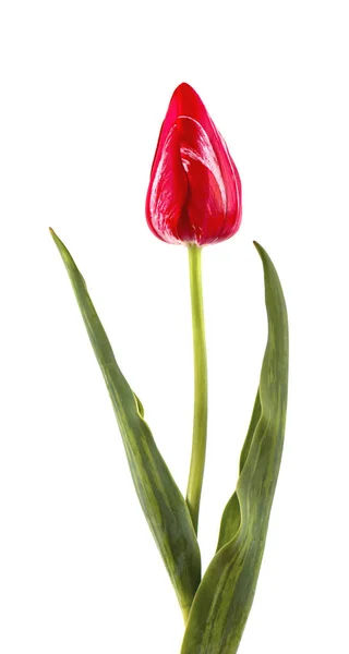 Tulipa em uma haste longa com folhas, isolado no fundo branco. Flor de tulipa única isolada em branco — Fotografia de Stock