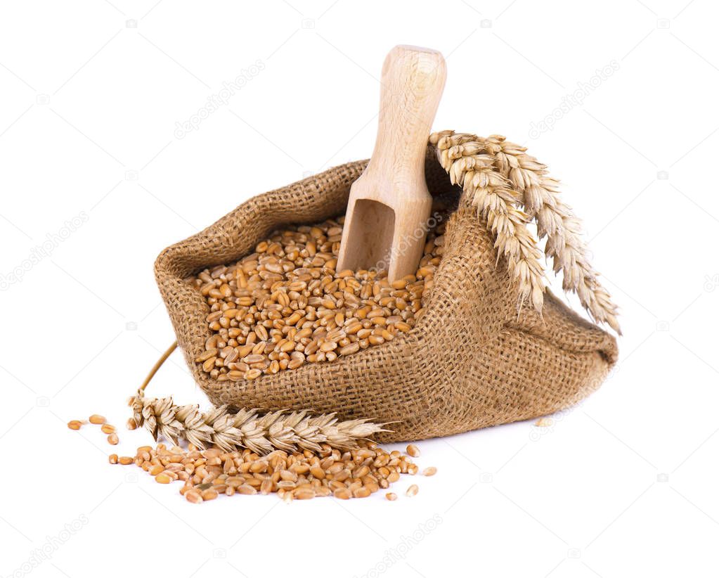 Wheat spike and wheat grain in burlap bag isolated on white background
