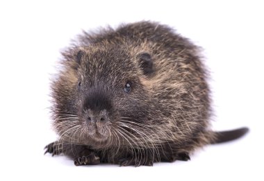 Bebek eğitimin beyaz arka plan üzerinde izole. İzole bir kahverengi coypu Myocastor adatavşanları.