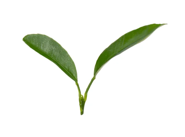 Φύλλα λεμονιού απομονωμένα σε λευκό φόντο. Κλαδί από φύλλο εσπεριδοειδών. Μέρος του τροπικού φυτού. Κορυφαία προβολή. — Φωτογραφία Αρχείου