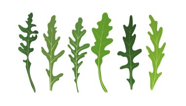 Salata yaprakları. Roket salatası, roket salatası beyaz arka planda izole edilmiş taze yeşil yapraklar. Vektör İllüstrasyonu.