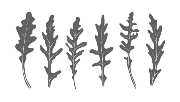 Mistura de folhas de salada. Conjunto de rúcula de rúcula, salada de foguete folhas verdes frescas isoladas no fundo branco. Ilustração vetorial . — Vetor de Stock