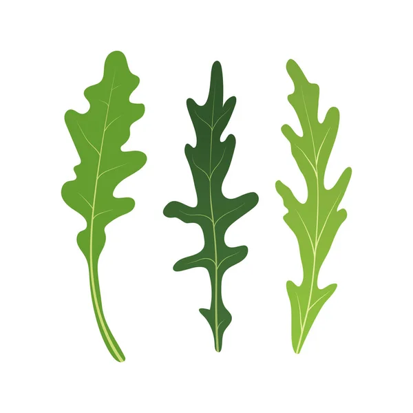 Mischung aus Salatblättern. Rucola, Rucola, Rucola, Rucola, frische grüne Blätter auf weißem Hintergrund. Vektorillustration. — Stockvektor