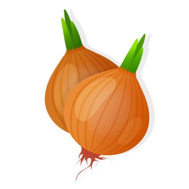 İki soyulmamış soğan soğanı soğanı ve yeşil filiz beyaz arka planda izole edilmiş. Olgun soğan. Vektör illüstrasyonu
