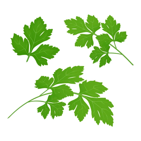 Čerstvé Zelené Petrželové Listy Bílém Pozadí Petržel Izolován Vektorová Ilustrace — Stockový vektor