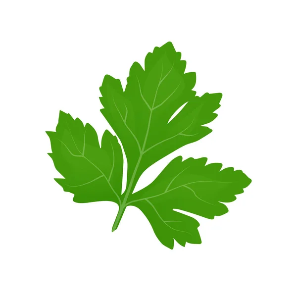 Feuilles Persil Vert Frais Sur Fond Blanc Persil Isolé Illustration — Image vectorielle