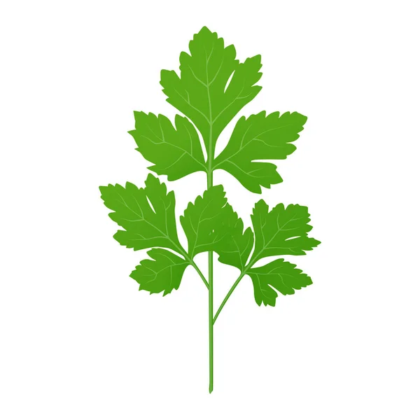 Verse Groene Peterselie Bladeren Witte Achtergrond Peterselie Geïsoleerd Vectorillustratie — Stockvector