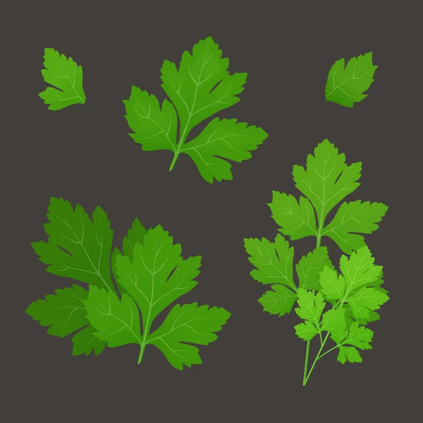 Πράσινα Φύλλα Μαϊντανού Σκούρο Φόντο Μαϊντανός Απομονώθηκε Εικονογράφηση Διανύσματος — Διανυσματικό Αρχείο