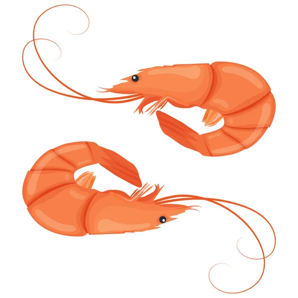 Boiled Shrimps Cooked Tiger Prawn Shrimps Isolated White Background Vector — Stock Vector