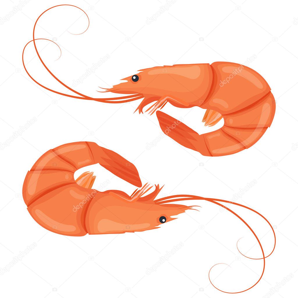 Boiled shrimps. Cooked tiger prawn. Shrimps isolated on white background. Vector illustration