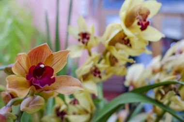 Bloom Lila ve sarı orkide