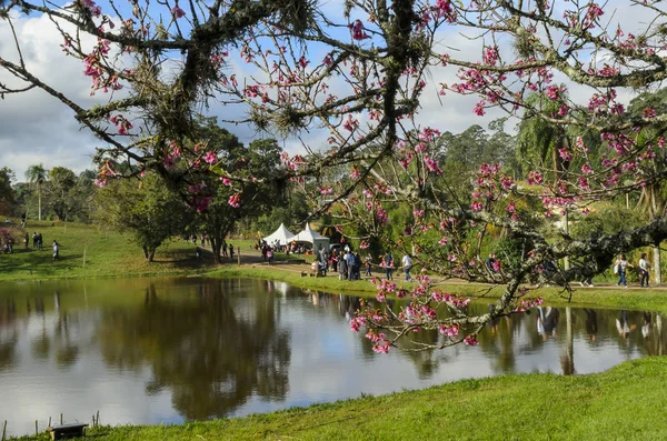 Göl güneşli Bloom kiraz Şubesi