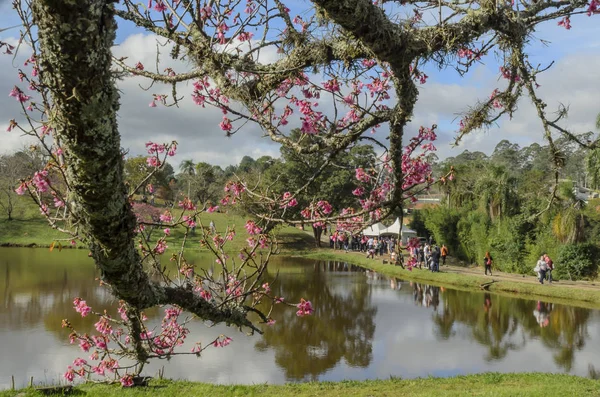 Göl güneşli Bloom kiraz Şubesi
