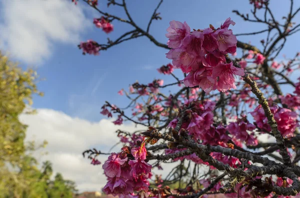 Göl güneşli Bloom kiraz Şubesi