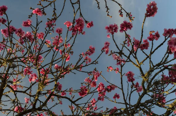 Göl güneşli Bloom kiraz Şubesi