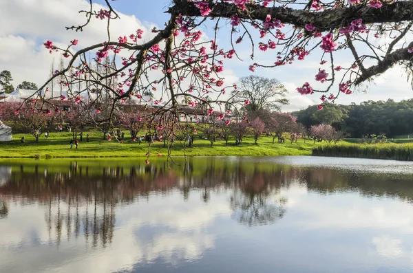 Göl güneşli Bloom kiraz Şubesi