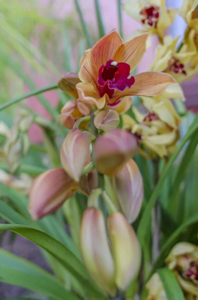 Orchidea Lilla Gialla Fiore — Foto Stock